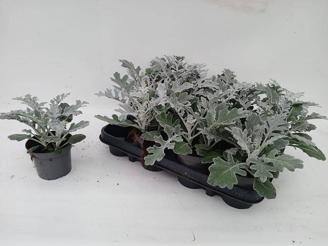<h4>JACOBAEA MARITIMA</h4>