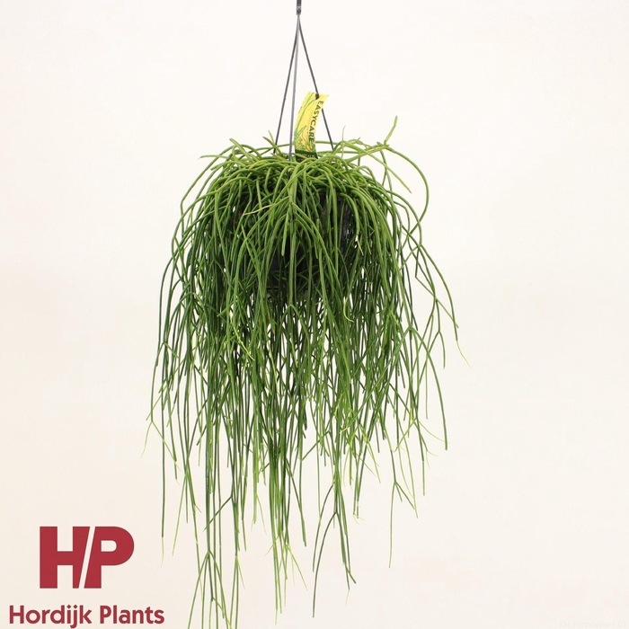 <h4>Rhipsalis</h4>