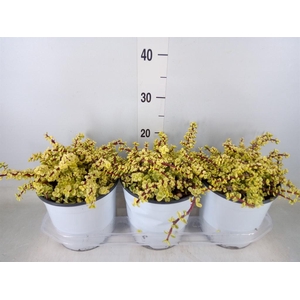 Portulacaria afra 'Variegata'