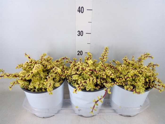 <h4>Portulacaria afra 'Variegata'</h4>