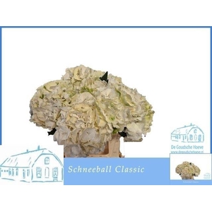 Hydr M Schneeball Cl
