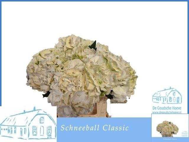 <h4>Hydr M Schneeball Cl</h4>