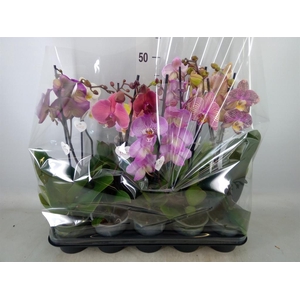 Phalaenopsis   ...mix