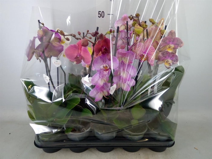 <h4>Phalaenopsis ...mix</h4>