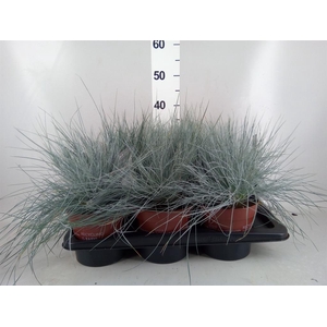 Festuca glauca 'Intens Blue'