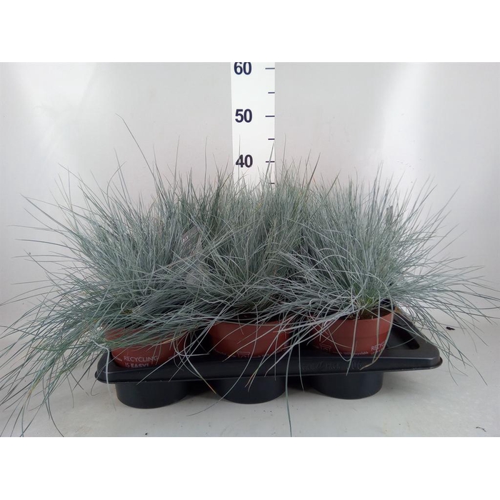 <h4>Festuca glauca 'Intens Blue'</h4>