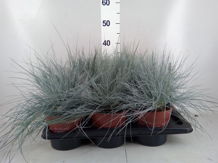 Festuca glauca 'Intens Blue'