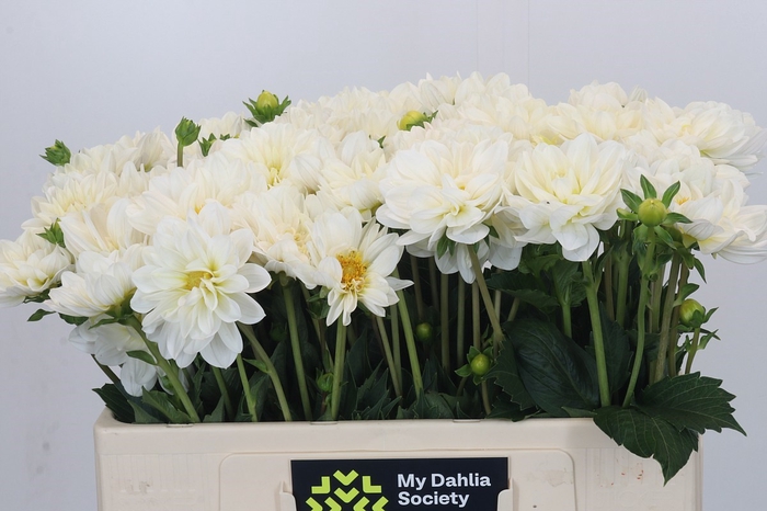 <h4>Dahlia White Onesta</h4>