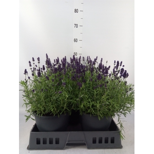 Lavandula angus. 'Essence Pure'