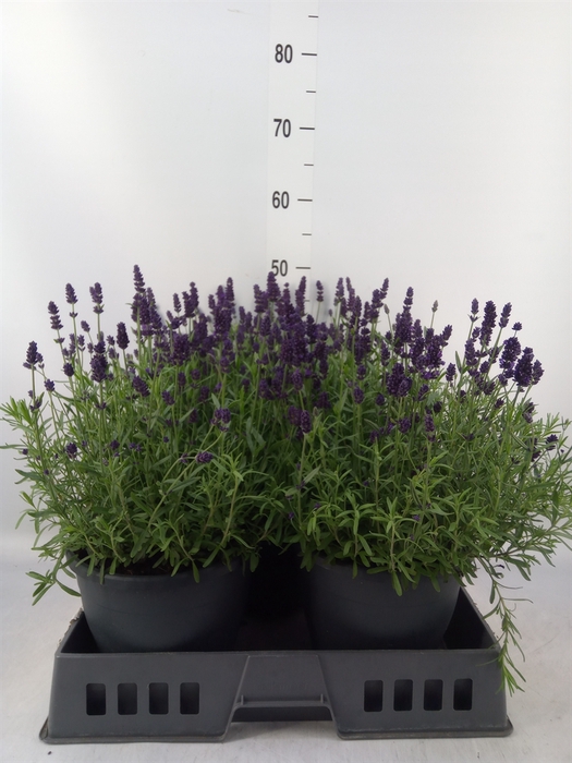 <h4>Lavandula angus. 'Essence Pure'</h4>