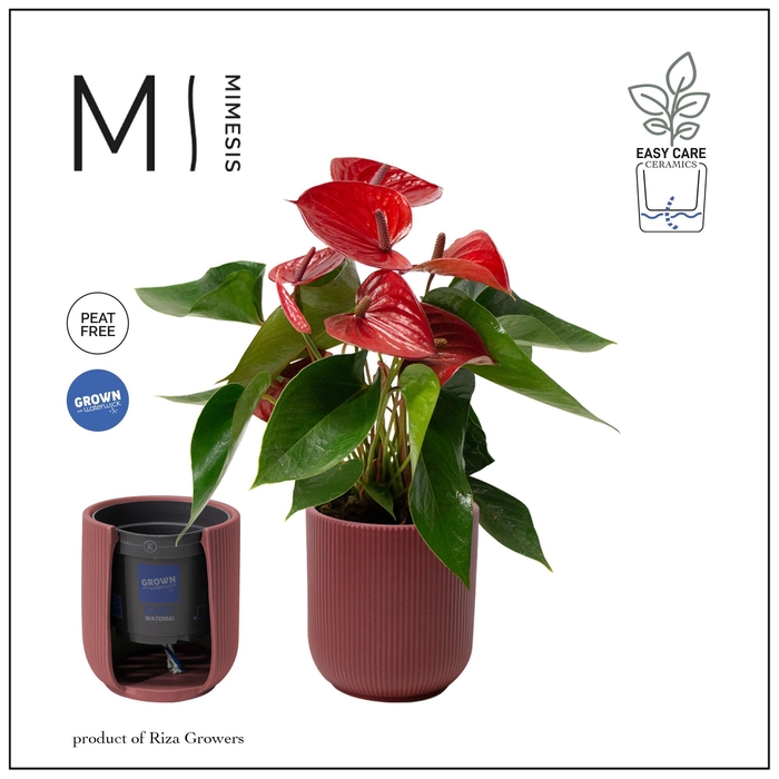 <h4>Mimesis Anthurium KARMA Picanta - Atlanta Burgundy</h4>