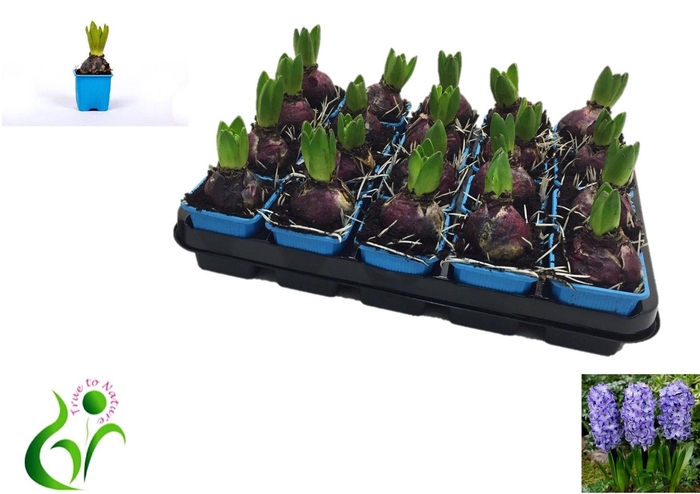 <h4>HYACIN DELFT BLUE</h4>