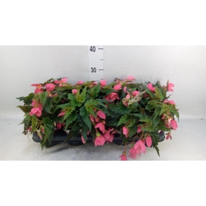 Begonia boliv. 'Dreams Hot Pink'