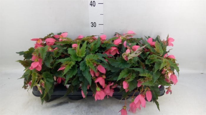<h4>Begonia boliv. 'Dreams Hot Pink'</h4>