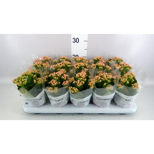 Kalanchoe  'MoreFlow Lillian'
