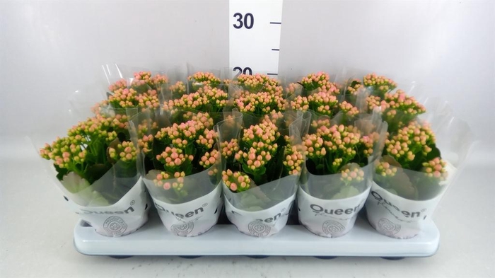 <h4>Kalanchoe  'MoreFlow Lillian'</h4>