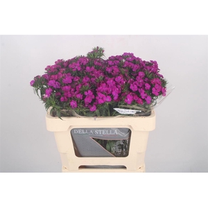 DI BARB AM NEON PURP