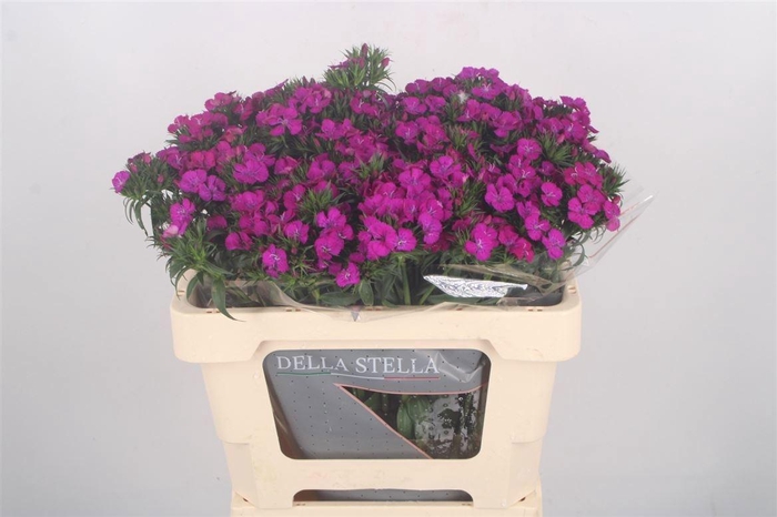 <h4>DI BARB AM NEON PURP</h4>