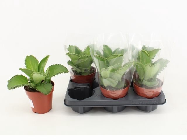 <h4>KALANCHOE DAIGREMONT</h4>