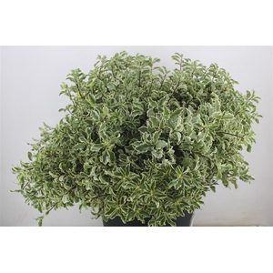 Pitto Nigra 150gr P Bunch