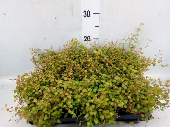 <h4>Muehlenbeckia com. 'Golden Girl'</h4>