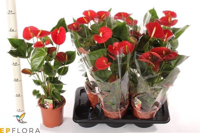 ANTHU AN RED WINNER