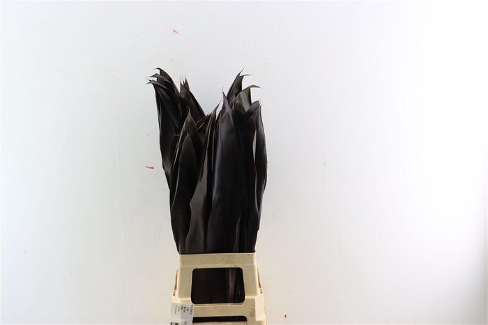 <h4>Cordyline Black Tie</h4>