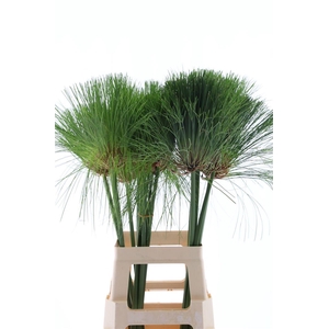 Cyperus Papyrus