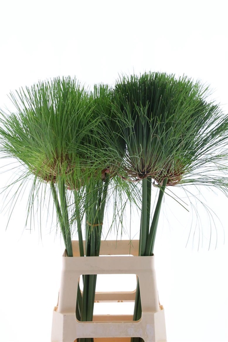 <h4>Cyperus Papyrus</h4>