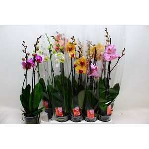 PHAL GEM 7 KL