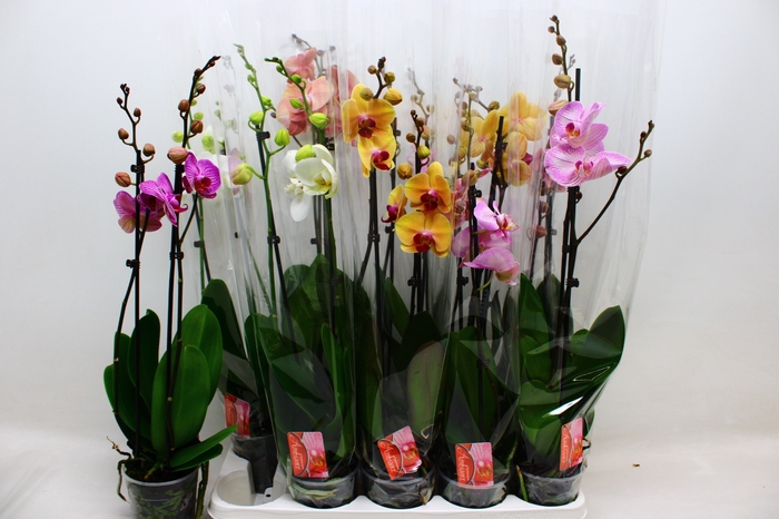 <h4>PHAL GEM 7 KL</h4>