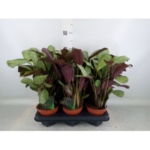 Ctenanthe burle-marxii 'Amagris'