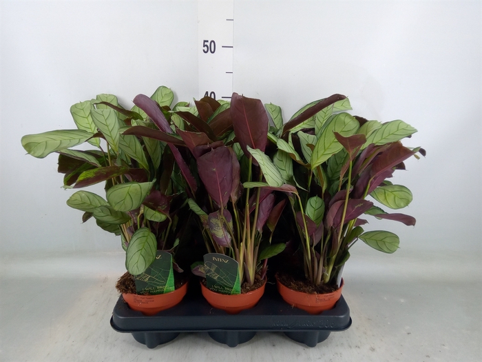 <h4>Ctenanthe burle-marxii 'Amagris'</h4>