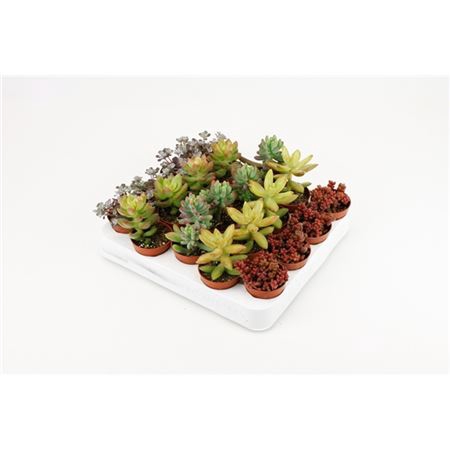 <h4>Sedum Mix</h4>