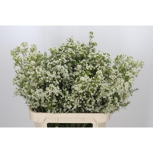 Chamelaucium Ofir