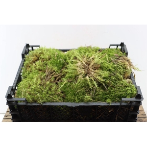 Moss Watermoss Plastic Tray