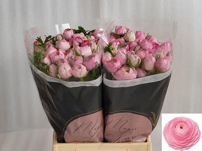 <h4>RAN AM MARSHMALLOW</h4>