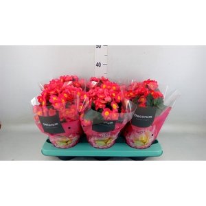 Begonia elat. HL 'Valentino Pink'