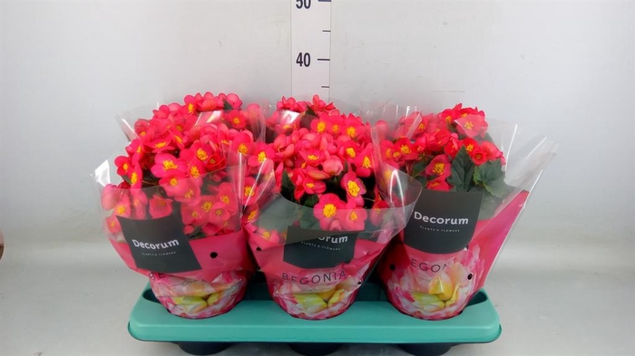 <h4>Begonia elat. HL 'Valentino Pink'</h4>