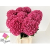 Hydrangea rodeo red