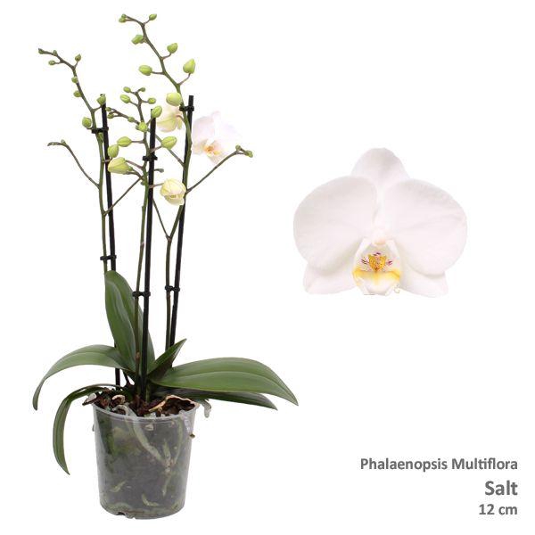 <h4>Phal. Multiflora "Lexi" 3-tak</h4>