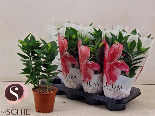 <h4>LIL OR SOUVENIR</h4>