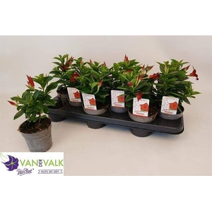 MANDE RIO DEEP RED