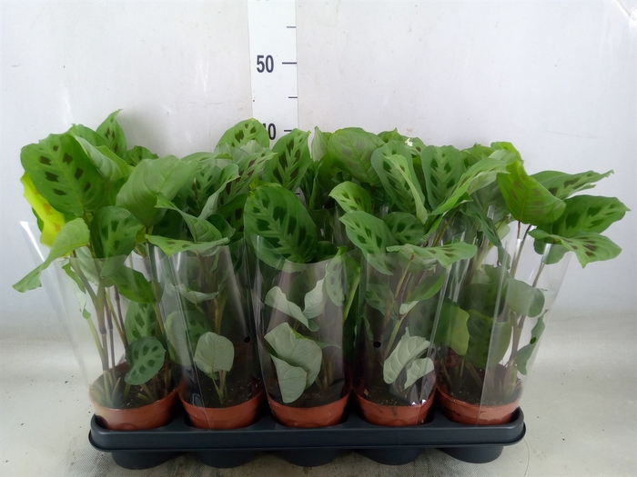 <h4>Maranta leuc. 'Kerchoveana'</h4>