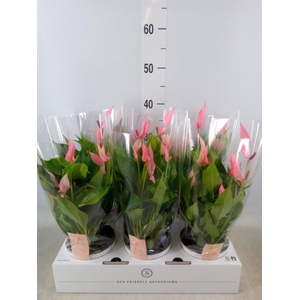 Anthurium andr. 'Lilli'
