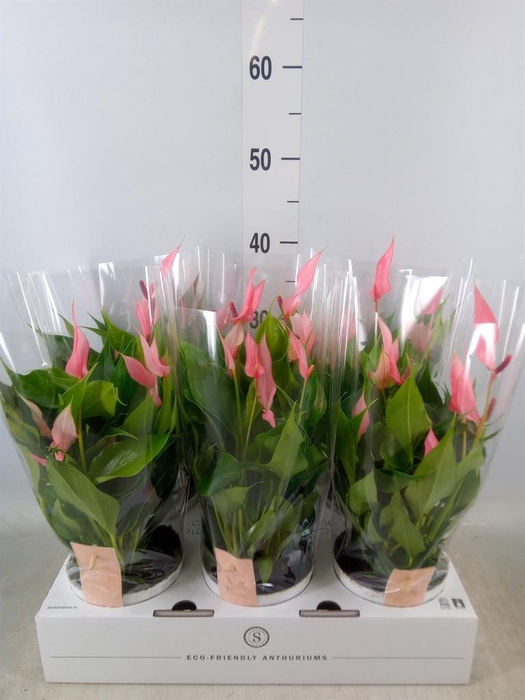 <h4>Anthurium andr. 'Lilli'</h4>