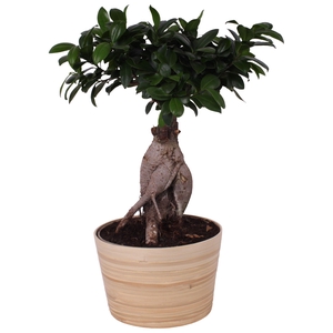 Ficus m. Ginseng Ball Shape Ø20cm in Ø21cm Wood NT465