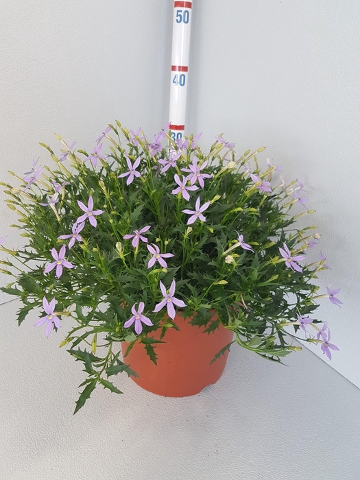 <h4>ISOT A BLUE STAR</h4>