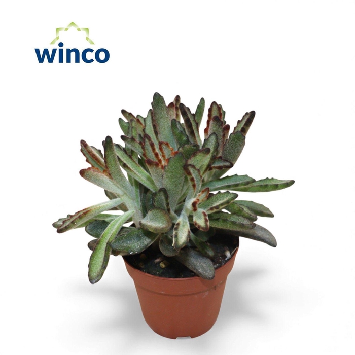 <h4>KALANCHOE TOMENTOSA</h4>