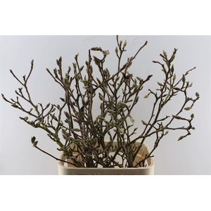 Magnolia Grandiflora Ex